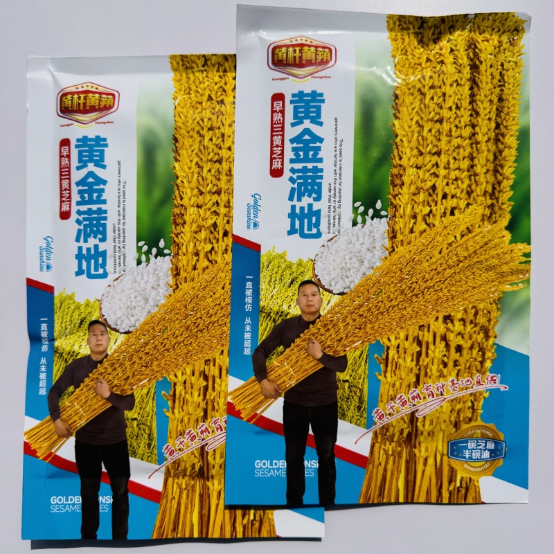 黄金一条鞭黄杆黄朔中早熟杂交白芝麻种子朔果中大出油率高产