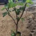 无花果树苗带叶带土带果无花果苗盆栽地栽南北方种植当年结果