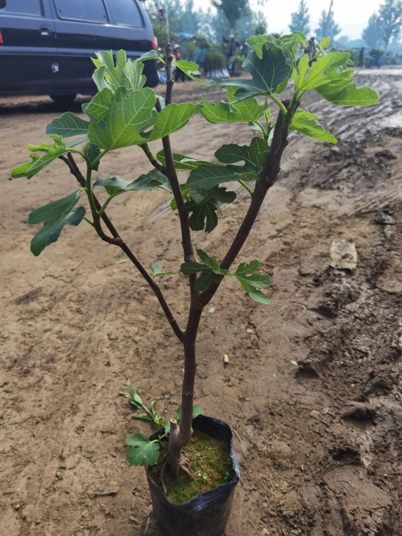 无花果树苗带叶带土带果无花果苗盆栽地栽南北方种植当年结果