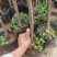 无花果树苗带叶带土带果无花果苗盆栽地栽南北方种植当年结果