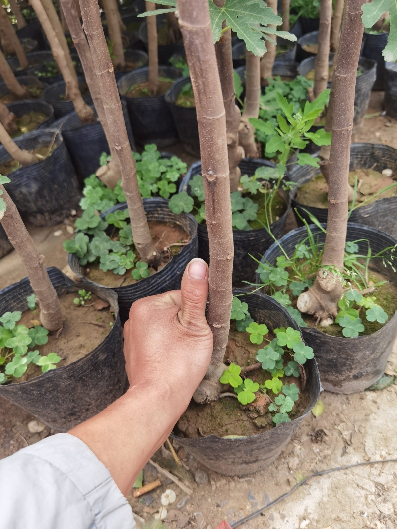 无花果树苗带叶带土带果无花果苗盆栽地栽南北方种植当年结果