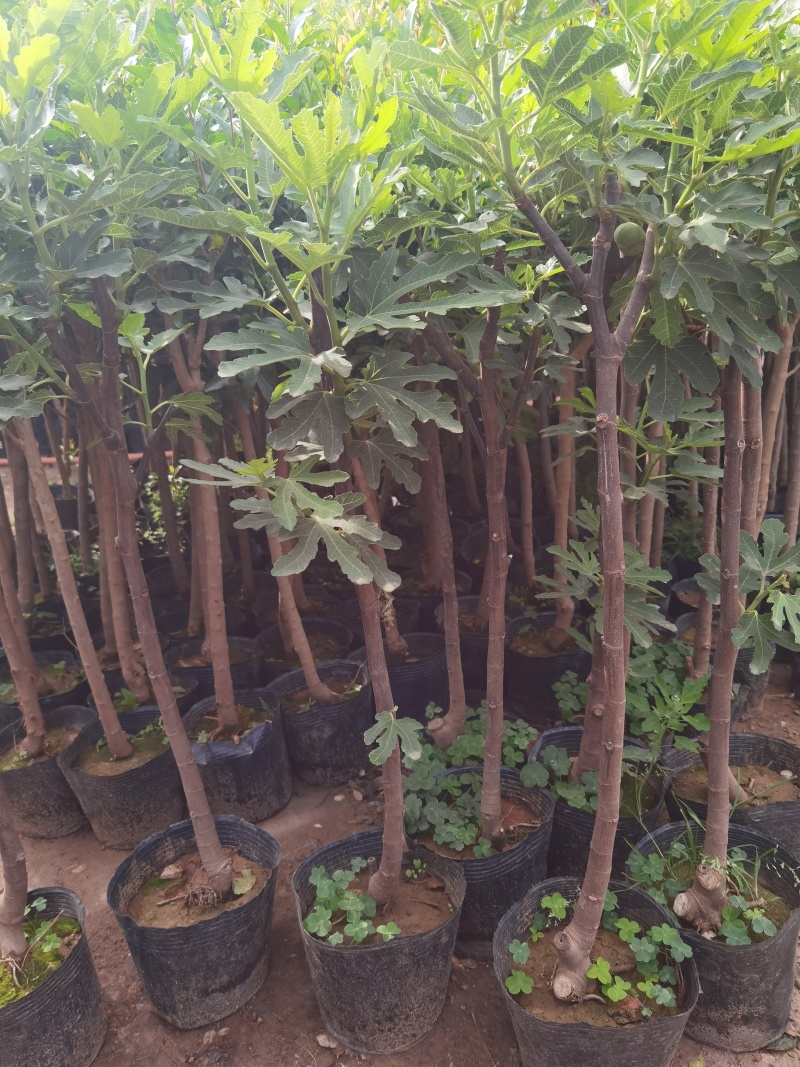 无花果树苗带叶带土带果无花果苗盆栽地栽南北方种植当年结果