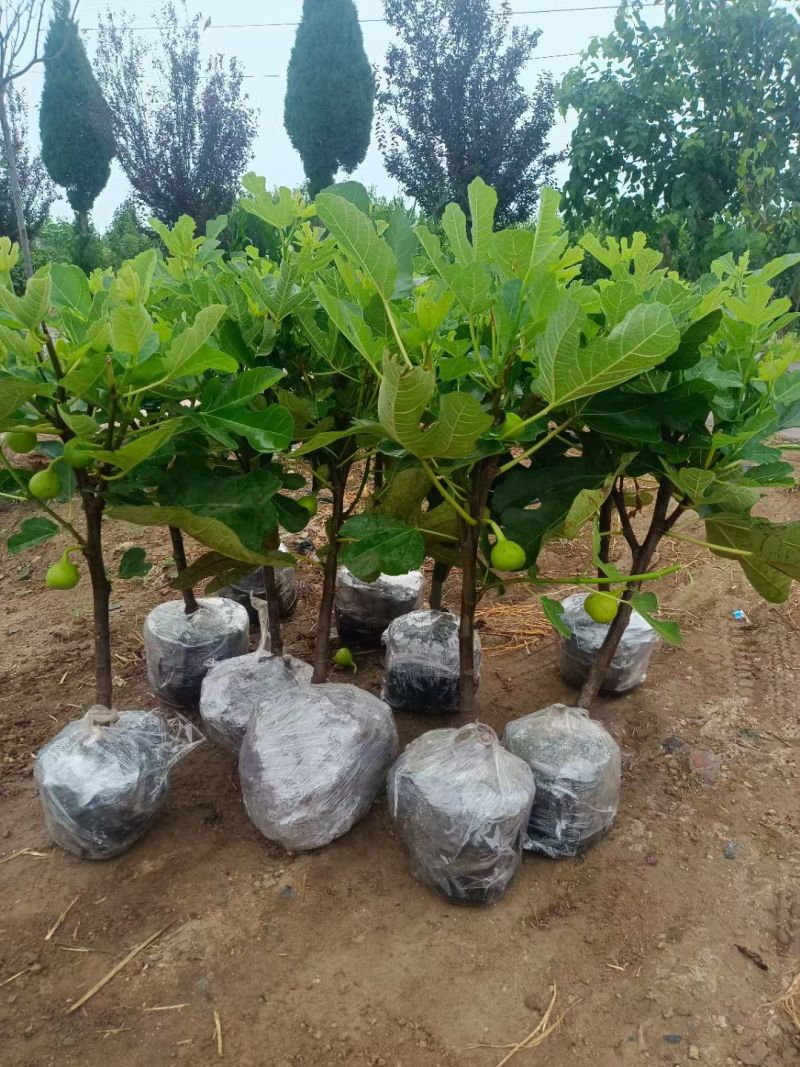 无花果树苗带叶带土带果无花果苗盆栽地栽南北方种植当年结果