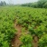 无花果树苗带叶带土带果无花果苗盆栽地栽南北方种植当年结果