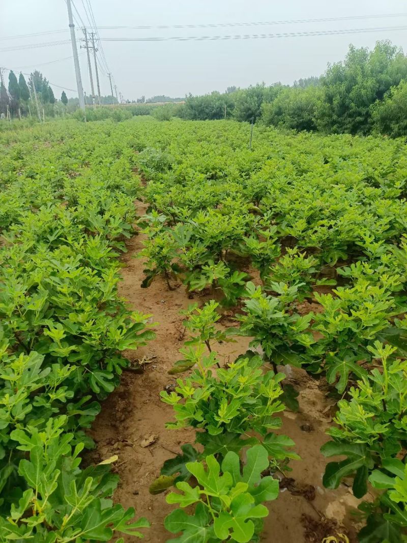 无花果树苗带叶带土带果无花果苗盆栽地栽南北方种植当年结果
