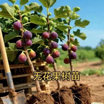 无花果树苗带叶带土带果无花果苗盆栽地栽南北方种植当年结果