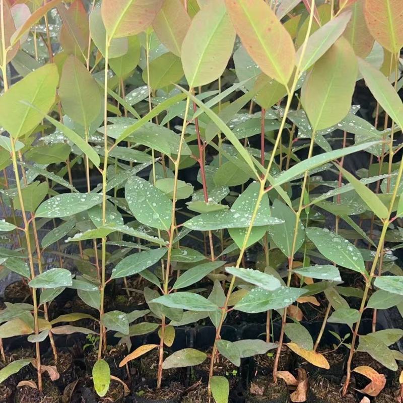 【免费提供种植技术】优质桉树苗4533百亩苗木基地现挖先发