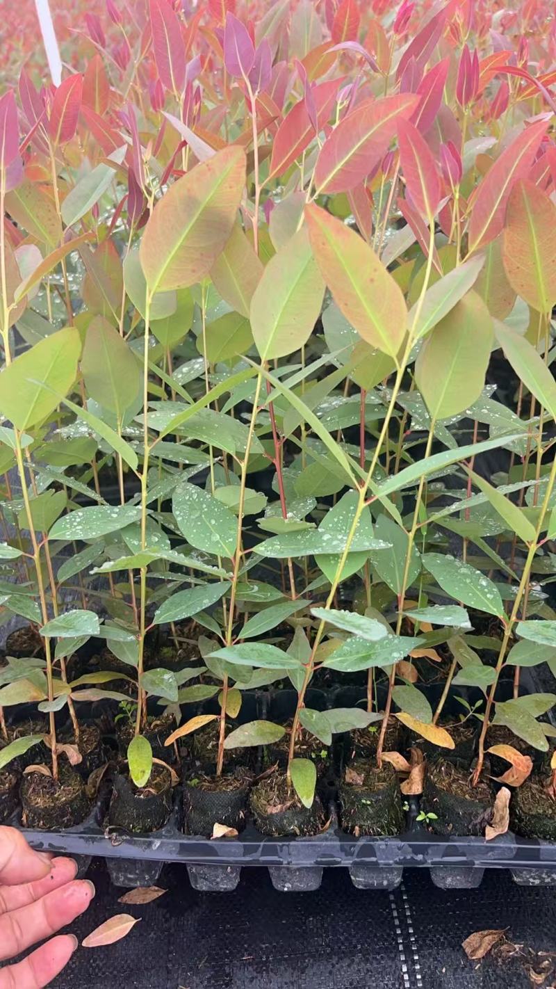 【免费提供种植技术】优质桉树苗4533百亩苗木基地现挖先发