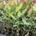 【免费提供种植技术】优质桉树苗4533百亩苗木基地现挖先发