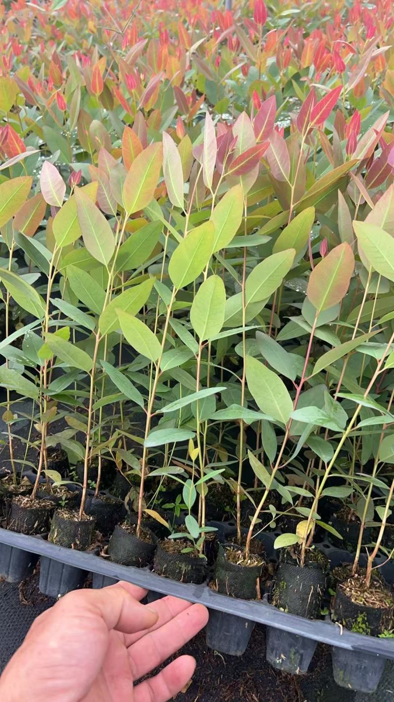 【免费提供种植技术】优质桉树苗4533百亩苗木基地现挖先发