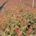 【免费提供种植技术】优质桉树苗4533百亩苗木基地现挖先发