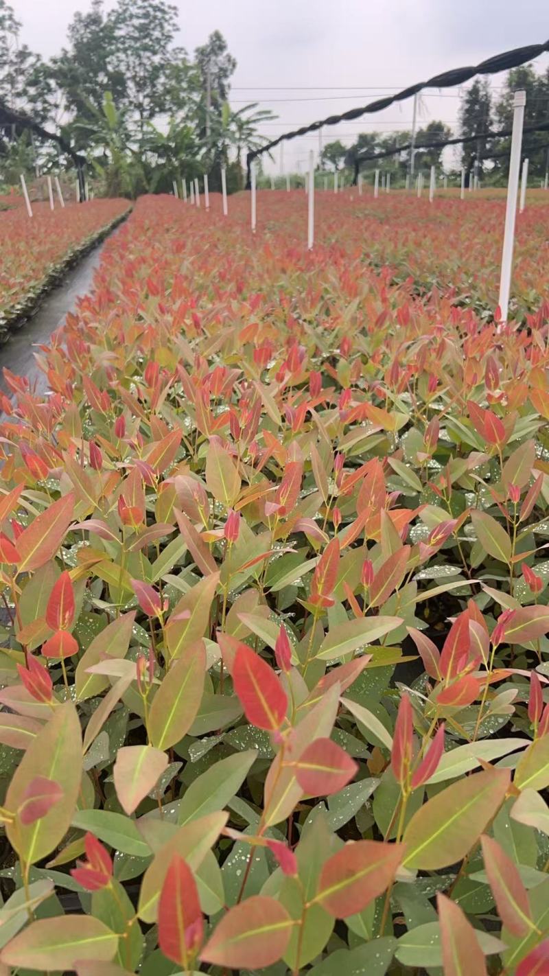 【免费提供种植技术】优质桉树苗4533百亩苗木基地现挖先发