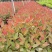 【免费提供种植技术】优质桉树苗4533百亩苗木基地现挖先发