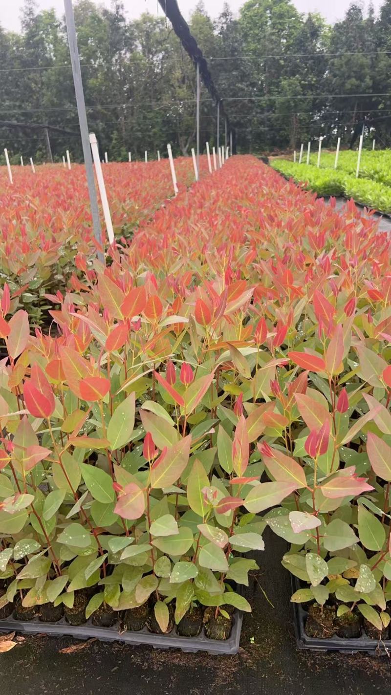 【免费提供种植技术】优质桉树苗4533百亩苗木基地现挖先发