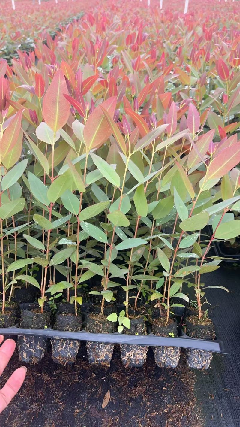 【免费提供种植技术】优质桉树苗4533百亩苗木基地现挖先发