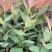 【免费提供种植技术】优质桉树苗4533百亩苗木基地现挖先发