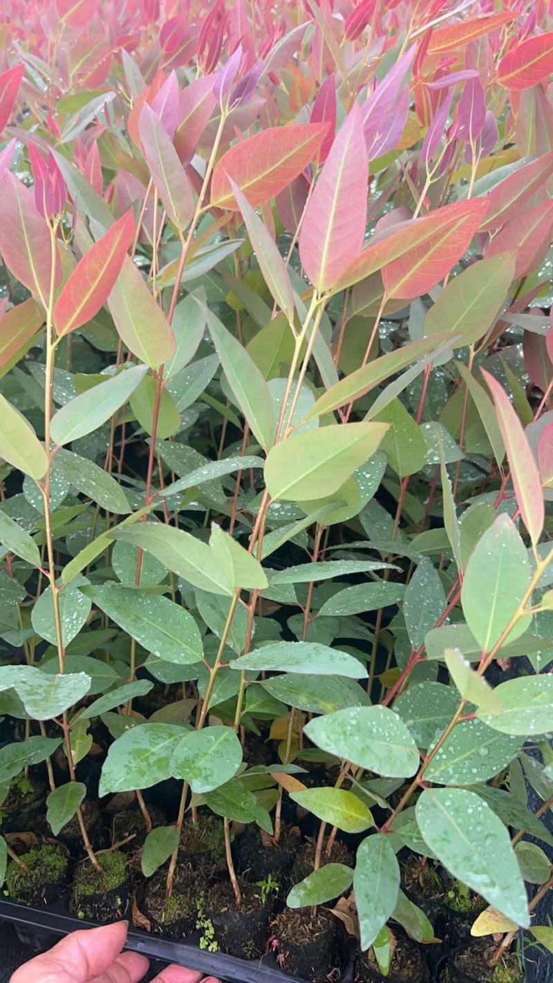 【免费提供种植技术】优质桉树苗4533百亩苗木基地现挖先发