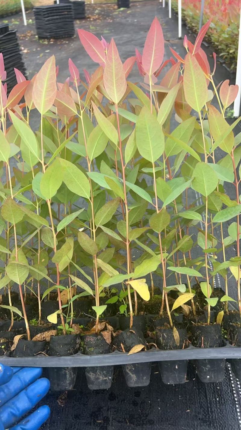 【免费提供种植技术】优质桉树苗4533百亩苗木基地现挖先发