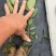 【免费提供种植技术】优质桉树苗4533百亩苗木基地现挖先发
