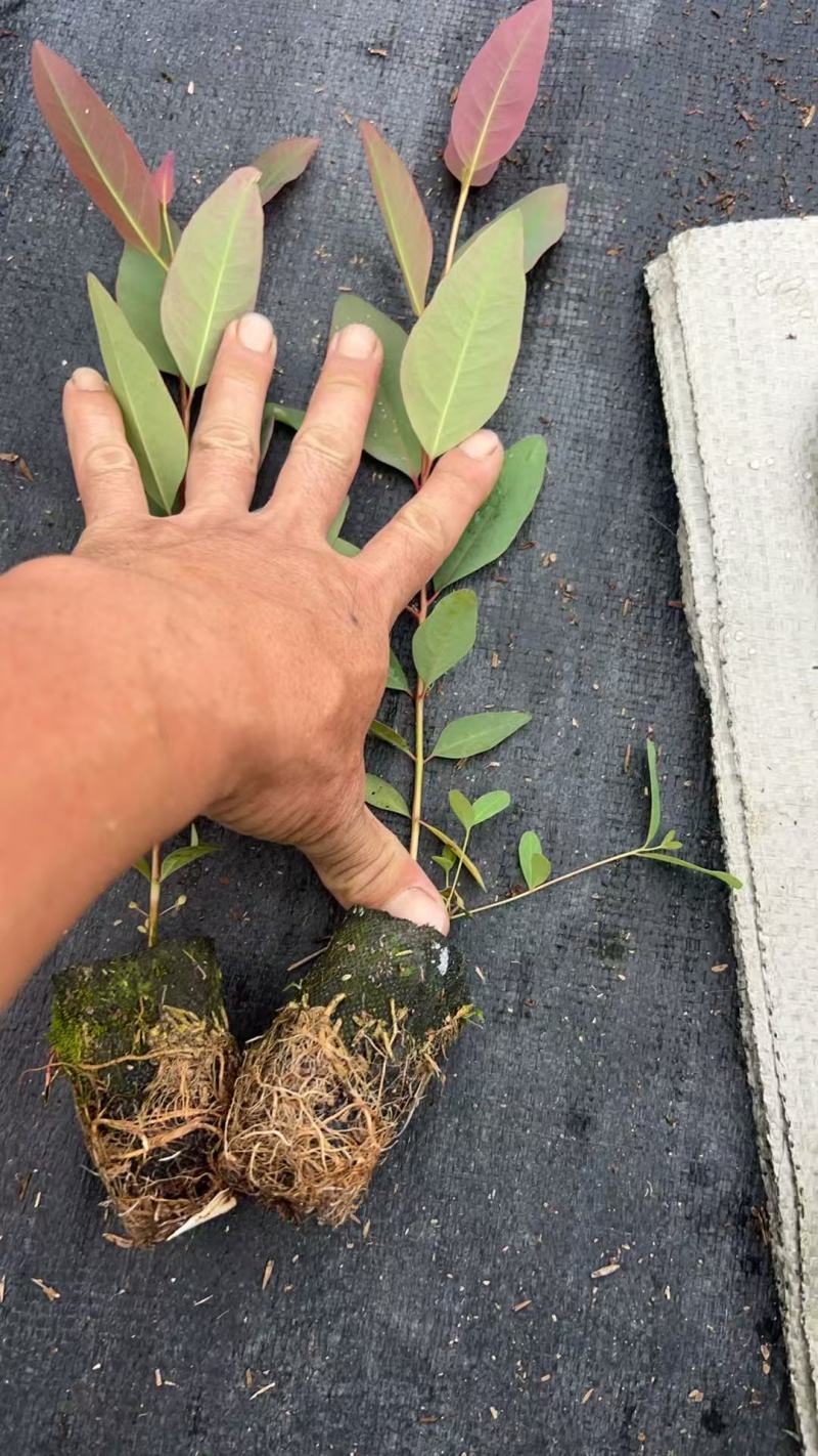 【免费提供种植技术】优质桉树苗4533百亩苗木基地现挖先发