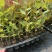 【免费提供种植技术】优质桉树苗4533百亩苗木基地现挖先发