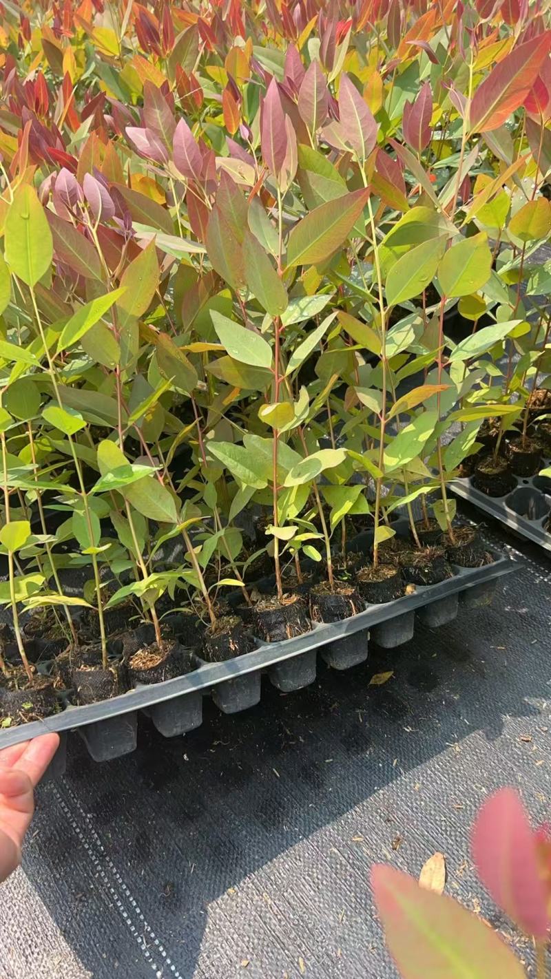 【免费提供种植技术】优质桉树苗4533百亩苗木基地现挖先发
