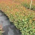 【免费提供种植技术】优质桉树苗4533百亩苗木基地现挖先发
