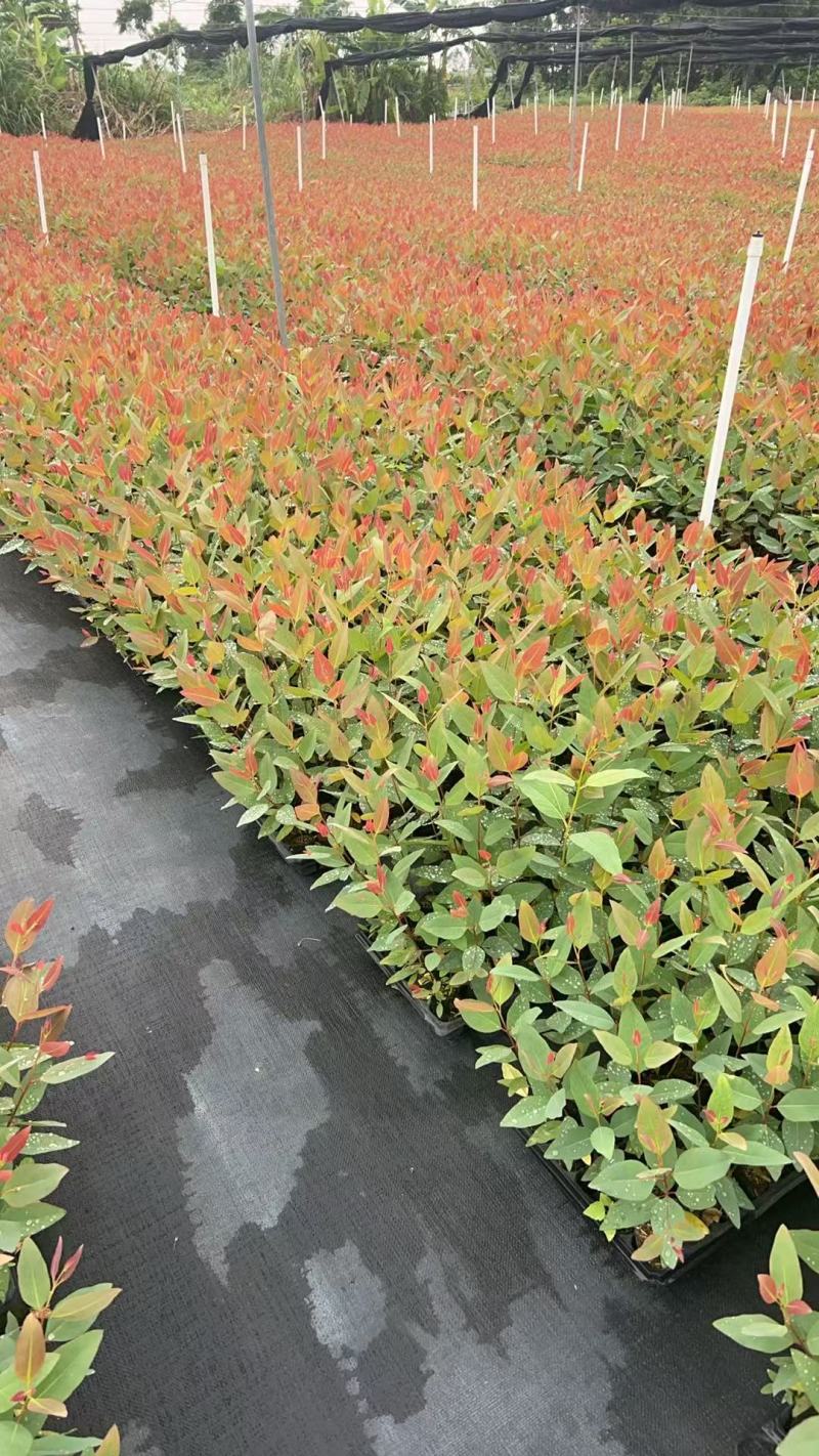 【免费提供种植技术】优质桉树苗4533百亩苗木基地现挖先发