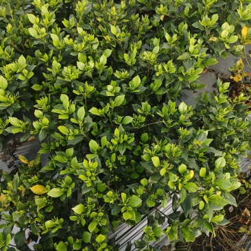 农户自种，自销，海栀子花1加仑，原土原盆，欢迎大家选购。
