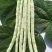 白不老芸豆角、花芸豆角产地直发，需要者联系。