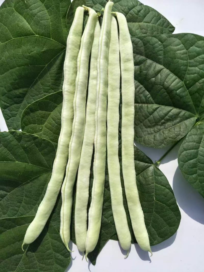 白不老芸豆角、花芸豆角产地直发，需要者联系。
