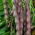 白不老芸豆角、花芸豆角产地直发，需要者联系。