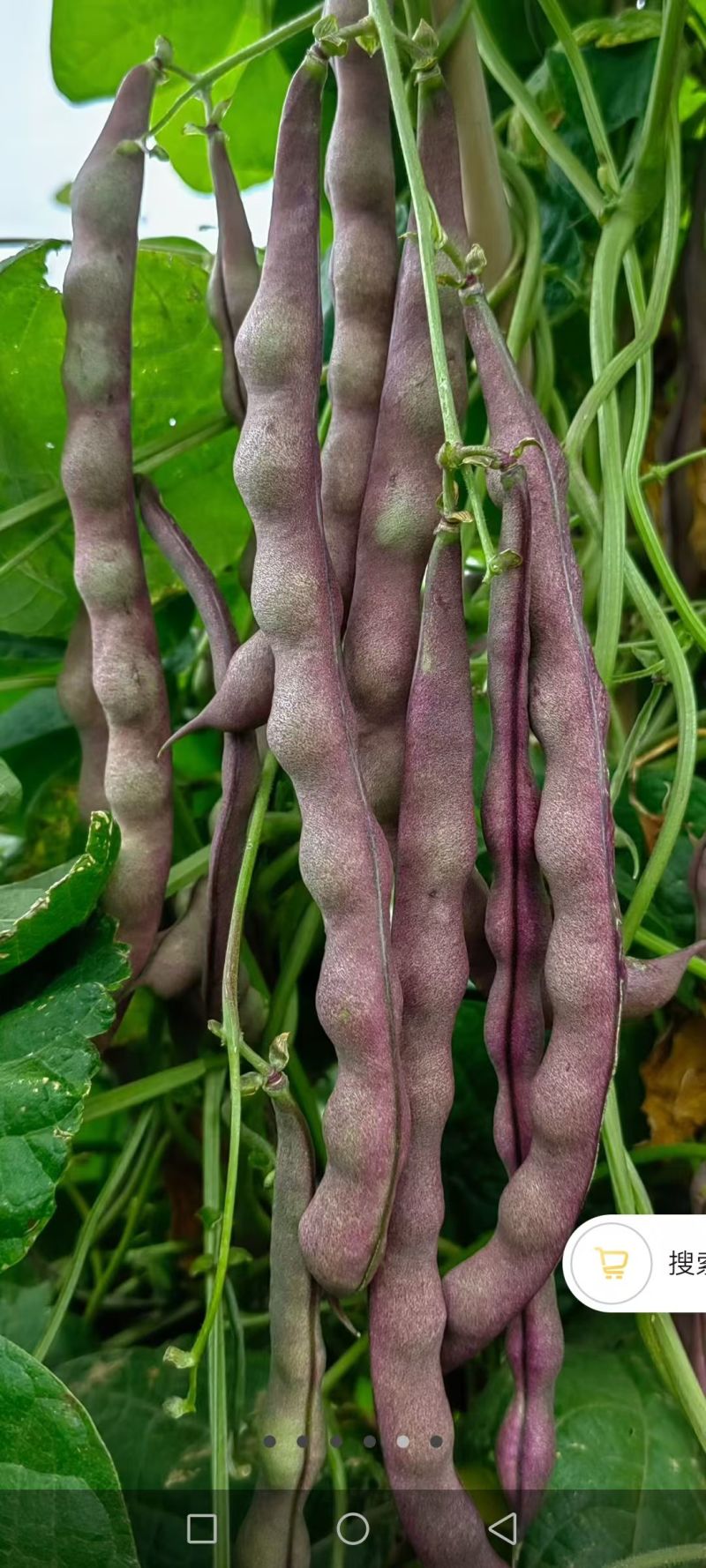 白不老芸豆角、花芸豆角产地直发，需要者联系。