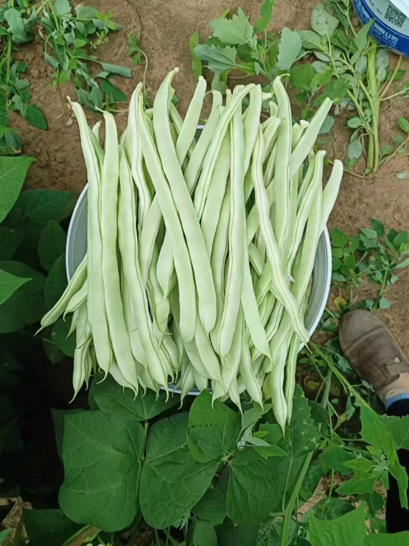 白不老芸豆角、花芸豆角产地直发，需要者联系。