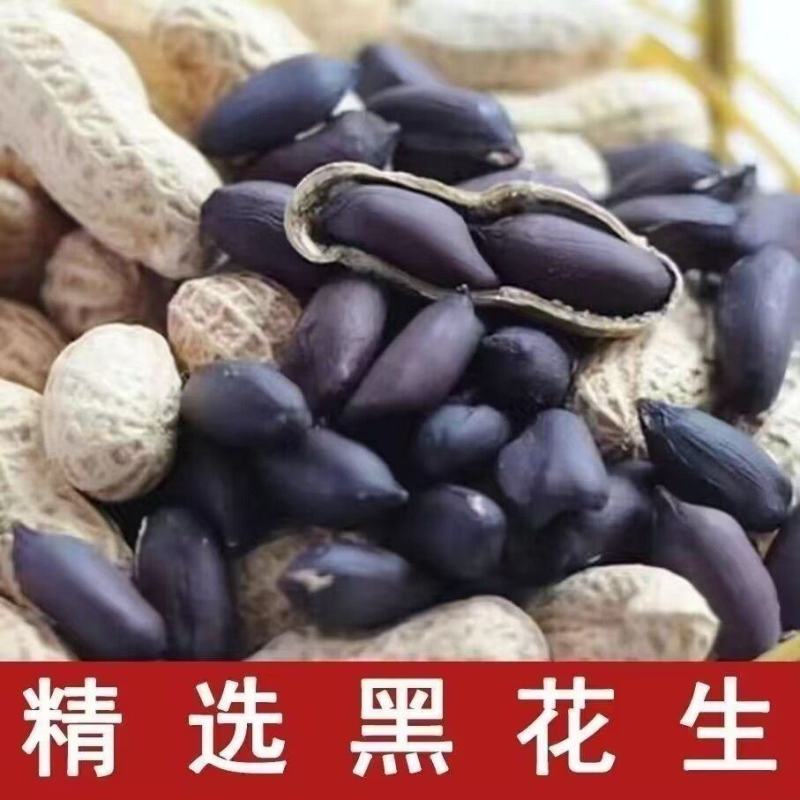 2025年东北黑花生新鲜特产富晒黑花生带壳黑皮花生米水果