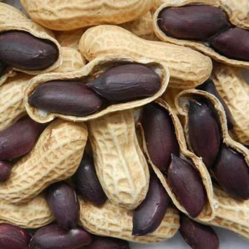 2025年东北黑花生新鲜特产富晒黑花生带壳黑皮花生米水果