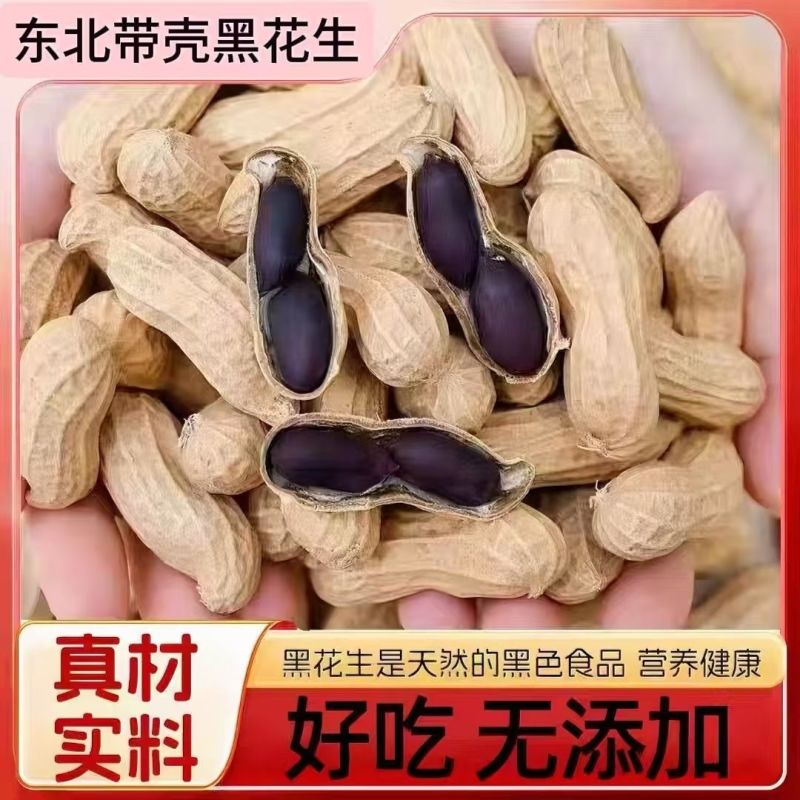 2025年东北黑花生新鲜特产富晒黑花生带壳黑皮花生米水果