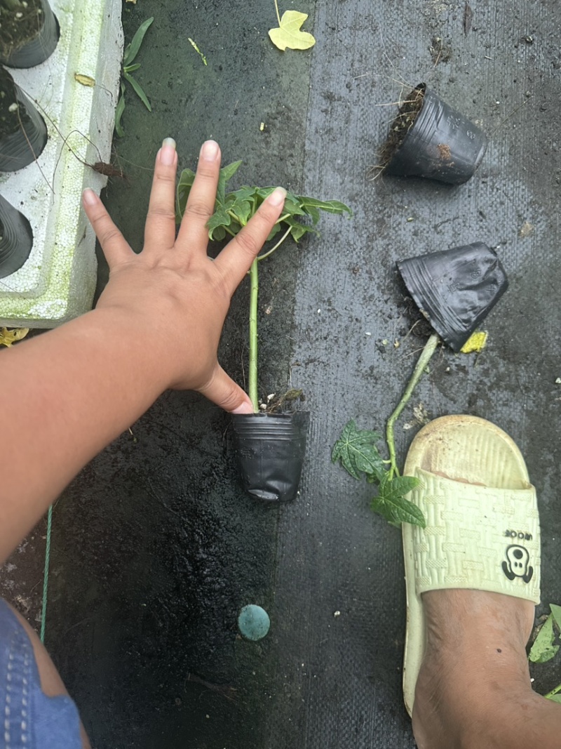 大青水果木瓜苗，冰糖木瓜