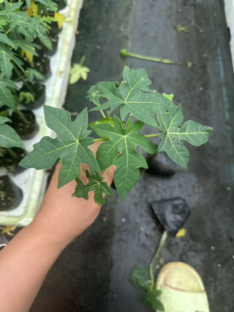 大青水果木瓜苗，冰糖木瓜