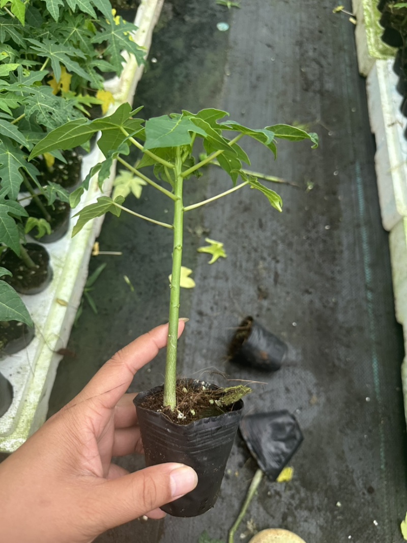 大青水果木瓜苗，冰糖木瓜