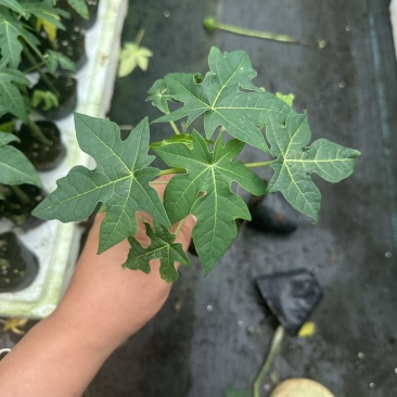 大青水果木瓜苗，冰糖木瓜