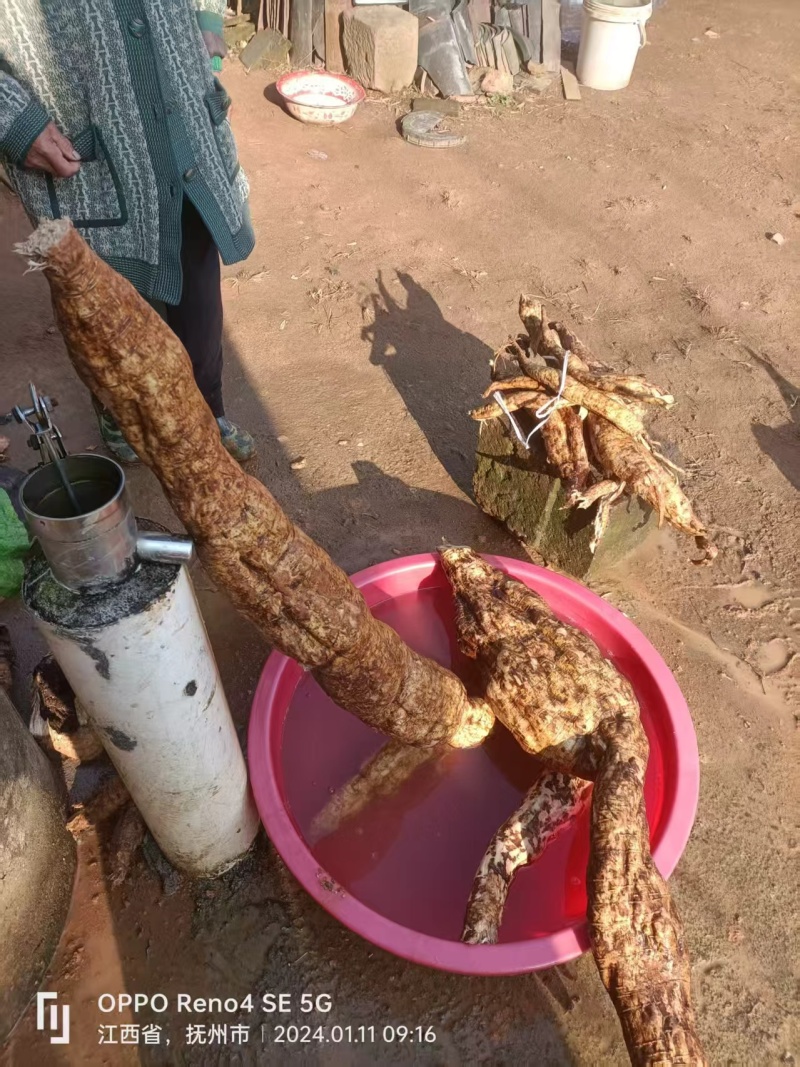 野生葛粉