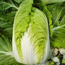 黄心白菜（降价了）货源充足，量大从优，对接市场批发商