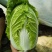 黄心白菜（降价了）货源充足，量大从优，对接市场批发商