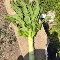 红尖叶莴笋山东莴苣，大量现货供应，诚信经营，电联价格可谈