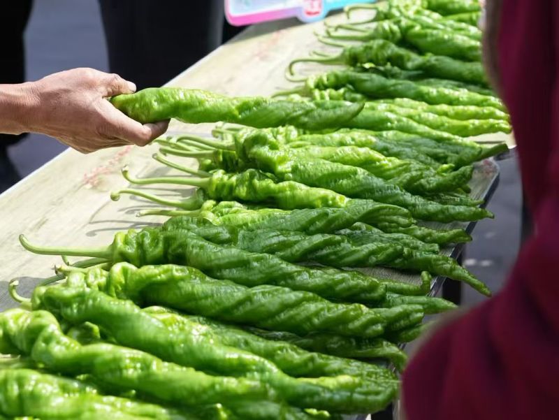 辣椒5号辣椒山东鲜辣椒（规格齐全）保质保量，对接市场批发