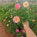 绿化苗木玛格丽特#基地批发#适合庭院花园小区绿化带