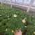 绿化苗木玛格丽特#基地批发#适合庭院花园小区绿化带