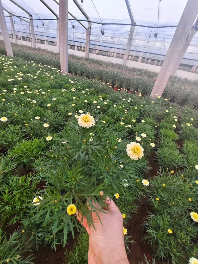 绿化苗木玛格丽特#基地批发#适合庭院花园小区绿化带