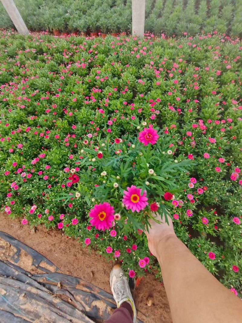 绿化苗木玛格丽特#基地批发#适合庭院花园小区绿化带